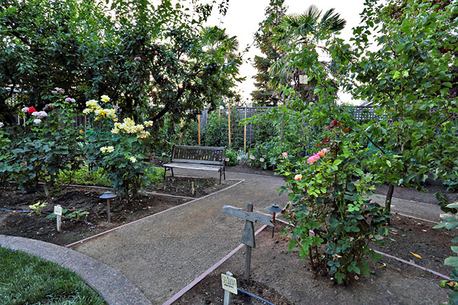 Thriving Vegetable and Fruit Garden~