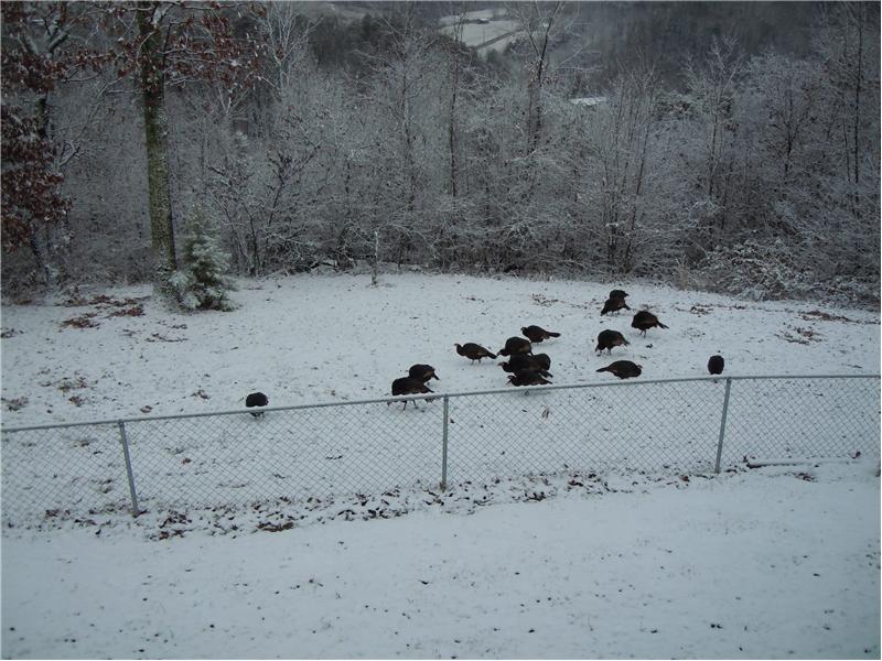 Turkeys in the Backyard
