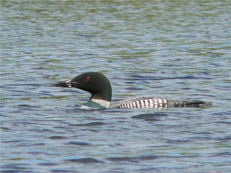 LOON CALLS ARE THE BEST!