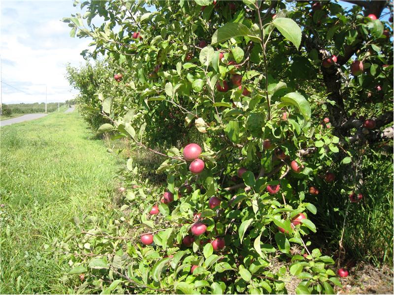 Apple Orchards all over the area